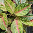 Aglaonema Golden Papaya Live Plant 7 To 12 Inch Tall In 4 Inch Pot
