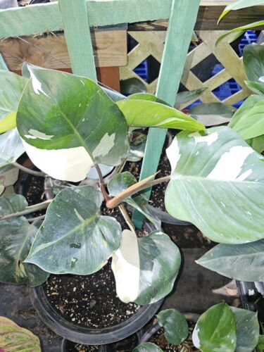 White Knight Philodendron Live Plant Planted And Ship In 4 Inch Potvariegated