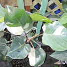 White Knight Philodendron Live Plant Planted And Ship In 4 Inch Potvariegated