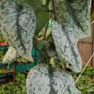 Rare Scindapsus Pictus Exotica Live Plant In 4 Inch Pot Silver Satin Live Plant