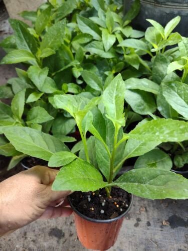 Longevity Spinach Gynura Procumbens Edible Live Plant In 4 Inch Pot