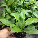 Longevity Spinach Gynura Procumbens Edible Live Plant In 4 Inch Pot