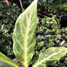 Rare Aglaonema Ghost Frosted Live Plant 10 To 12 Tall In 4 Inch Pot
