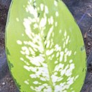 Rare Tricolor Dieffenbachia Live Plant Dumb Cane Houseplant In 4 Inch Pot