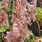 Begonia Heracleifolia Rhizomatousstar Begonia Live Plant In 4 Inch Pot