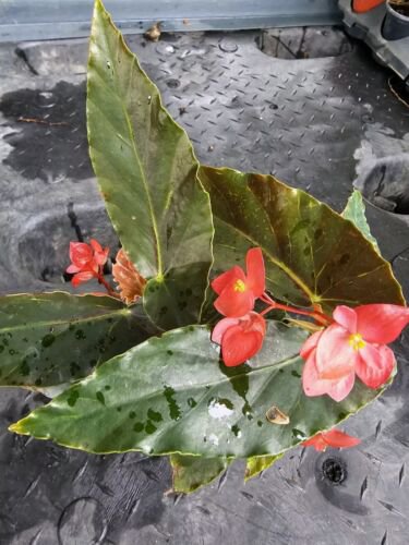 Torch Red Angel Wing Begonia Live Plant 10 To 12 Inch Tall Ship On 4 Inch Pot Angelwing