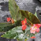 Torch Red Angel Wing Begonia Live Plant 10 To 12 Inch Tall Ship On 4 Inch Pot Angelwing