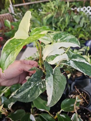 White Knight Syngonium Live Plant Podophyllum Albo Variegatum Marble Variegated