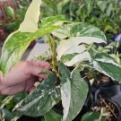 White Knight Syngonium Live Plant Podophyllum Albo Variegatum Marble Variegated