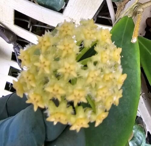 Hoya Mindorensis Live Plant 5 To 7 Inches Tall In 4 Inch Pot Wax Flower