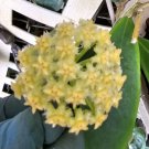 Hoya Mindorensis Live Plant 5 To 7 Inches Tall In 4 Inch Pot Wax Flower