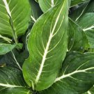 Rare Green Aglaonema Live Plant 10 To 12 Inches Tall In 4 Inches Pot
