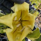 Solandra Maxima Variegated Chalice Vine Live Plant 10 Inch Tall In 4 Inch Pot