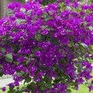 Purple Bougainvillea Live Plant Paper Flower 5 To 7 Inches Tall In 4 Inches Pot