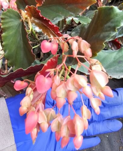 Torch Pink Angel Wing Begonia Live Plant 10 To 12 Inch Tall Ship On 4 Inch Pot