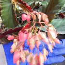 Torch Pink Angel Wing Begonia Live Plant 10 To 12 Inch Tall Ship On 4 Inch Pot