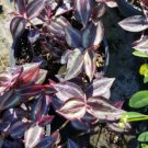 Wandering Jew 5 Cuttings Tradescantia Zebrina House Plant 5 Inches Or More