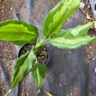 Rare Aglaonema Spathonema Live Plant 10 To 12 Inches Tall In 4 Inch Pot