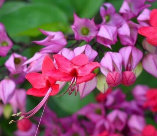 Clerodendrum Thomsoniae Red Purple Bleeding Heart Vine Live Plant 12 Inch Tall