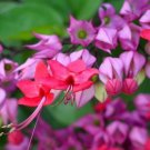 Clerodendrum Thomsoniae Red Purple Bleeding Heart Vine Live Plant 12 Inch Tall