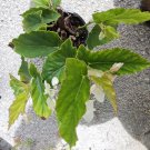 White Flowers Angel Wing Begonia Live Plant 10 To 15 Inch Tall In 4 Inch Pot Houseplant