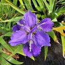 Dwarf Walking Iris Purple Flowers Live Plant In 4 Inches Pot