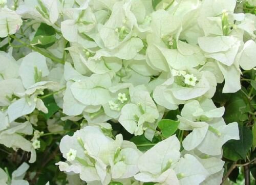 White Bougainvillea Live Plant Paper Flower 5 To 7 Inches Tall In 4 Inch Pot