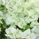 White Bougainvillea Live Plant Paper Flower 5 To 7 Inches Tall In 4 Inch Pot