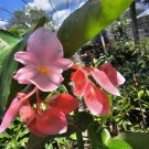 Pink Flowers Angel Wing Begonia Live Plant 10 To 15 Inch Tall In 4 Inch Pot Houseplant