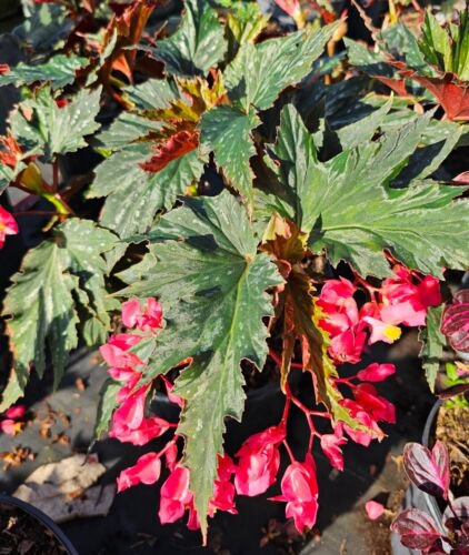 Lana Angel Wing Begonia Live Plant 10 To 15 Inch In 4 Inch Pot Bright Pink Flowers