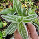 2 Rooted Variegated Wandering Jew Starter Live Planttradescantia Albiflora