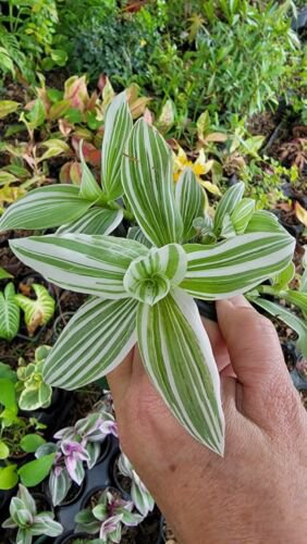 2 Rooted Variegated Wandering Jew Starter Live Planttradescantia Albiflora