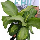 Rare Aglaonema Ivory Live Plant 10 To 12 Inches Tall In 4 Inch Pot