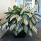 Aglaonema Silver Bay Live Plant Chinese Evergreen In 4” Pot