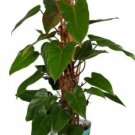 Philodendron Red Emerald Live Plant 12 To 15 Inches Tall In 4 Inches Pot