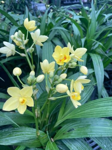 Bright Yellow Ground Orchid Live Plant Spathoglottis Plicata Yellow In 4 Inch Pot