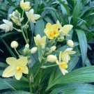 Bright Yellow Ground Orchid Live Plant Spathoglottis Plicata Yellow In 4 Inch Pot