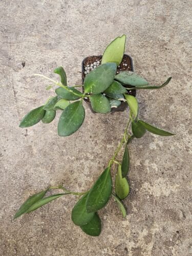 Hoya Bilobata Well Rooted Live Plant 7 Inch In 3 Inch Potwax Plant Porcelain Flower