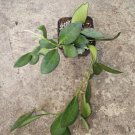 Hoya Bilobata Well Rooted Live Plant 7 Inch In 3 Inch Potwax Plant Porcelain Flower