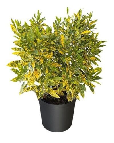 Gold Dust Croton Live Plant Well Rooted&Acirc;&nbsp;7 To 10 Inches Tall In 4Inches Pot