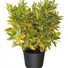 Gold Dust Croton Live Plant Well Rooted 7 To 10 Inches Tall In 4Inches Pot