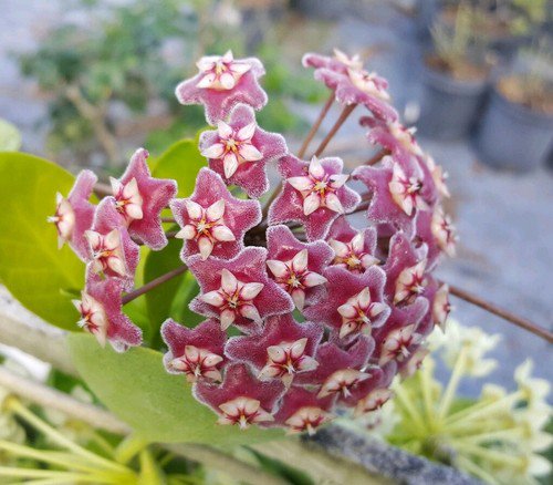 Hoya Pubicalyx Mottledsilver Leaf Live Plant Wax Plant Tropical Vine 5 Inch Tall
