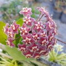 Hoya Pubicalyx Mottledsilver Leaf Live Plant Wax Plant Tropical Vine 5 Inch Tall