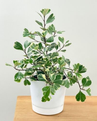 Variegated Ficus Triangularis Live Plant 12 To 15 Inch Tall Ship In 4 Inch Pot