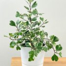 Variegated Ficus Triangularis Live Plant 12 To 15 Inch Tall Ship In 4 Inch Pot