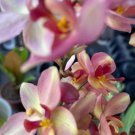 Purple Yellow Ground Orchid Live Plant Spathoglottis Plicata In 4 Inch Pot