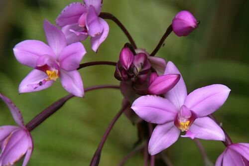 Purple Lavander Ground Orchid Live Plant Spathoglottis Plicata In 4 Inch Pot
