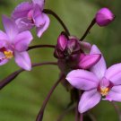 Purple Lavander Ground Orchid Live Plant Spathoglottis Plicata In 4 Inch Pot