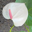 Anthurium Live Plant White Flowers In A 4 Inch Pot Flowering Houseplant