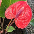 Anthurium Live Plant Red Flowers In A 4 Inch Pot Easy Plant Flowering Houseplant